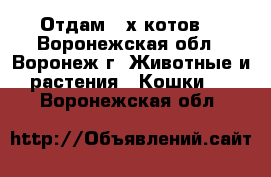 Отдам 2-х котов  - Воронежская обл., Воронеж г. Животные и растения » Кошки   . Воронежская обл.